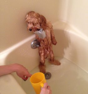 Pies kąpiel